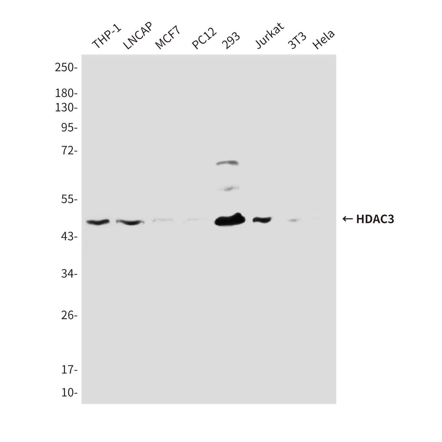 HDAC3 (3G3) Mouse mAb