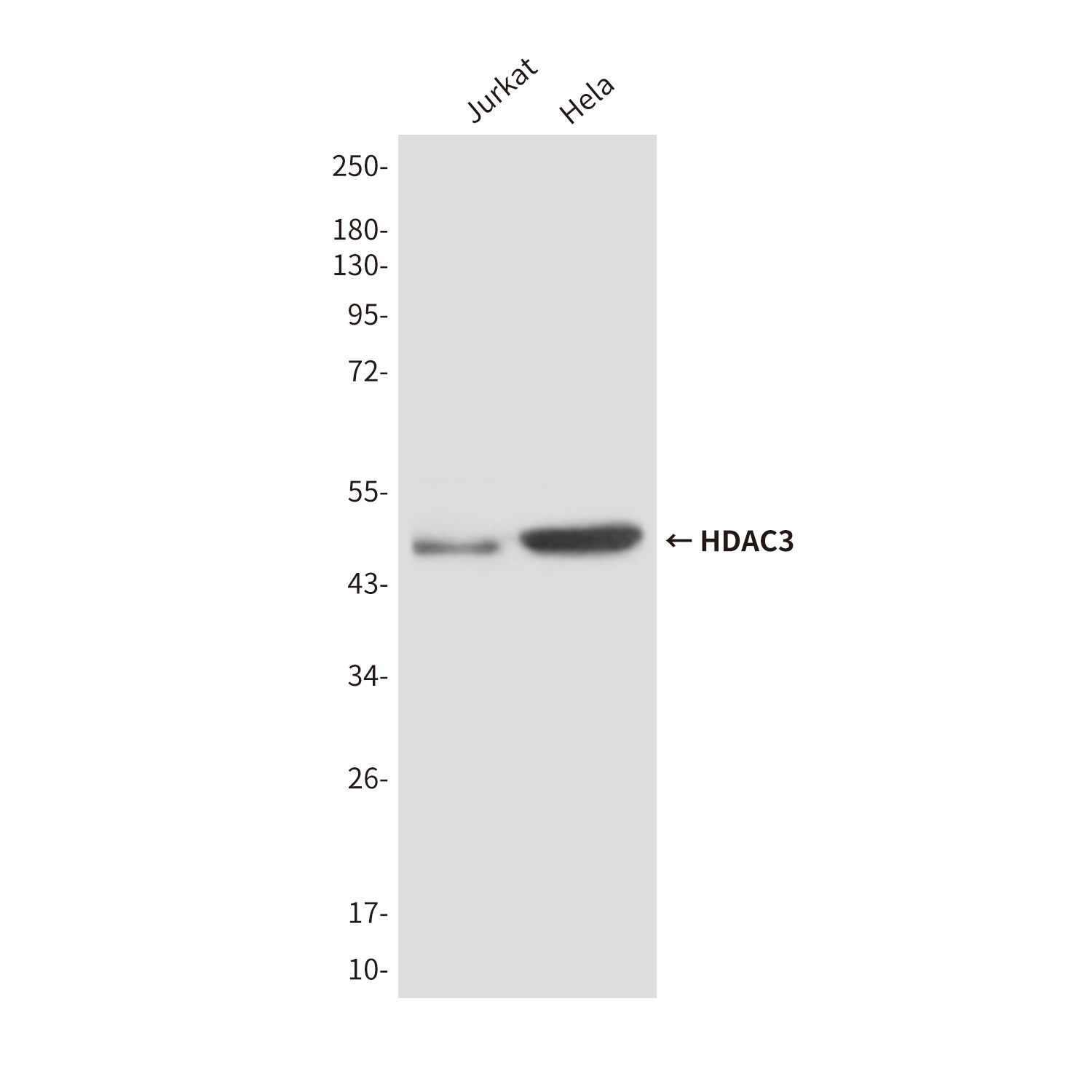 HDAC3 (3G3) Mouse mAb