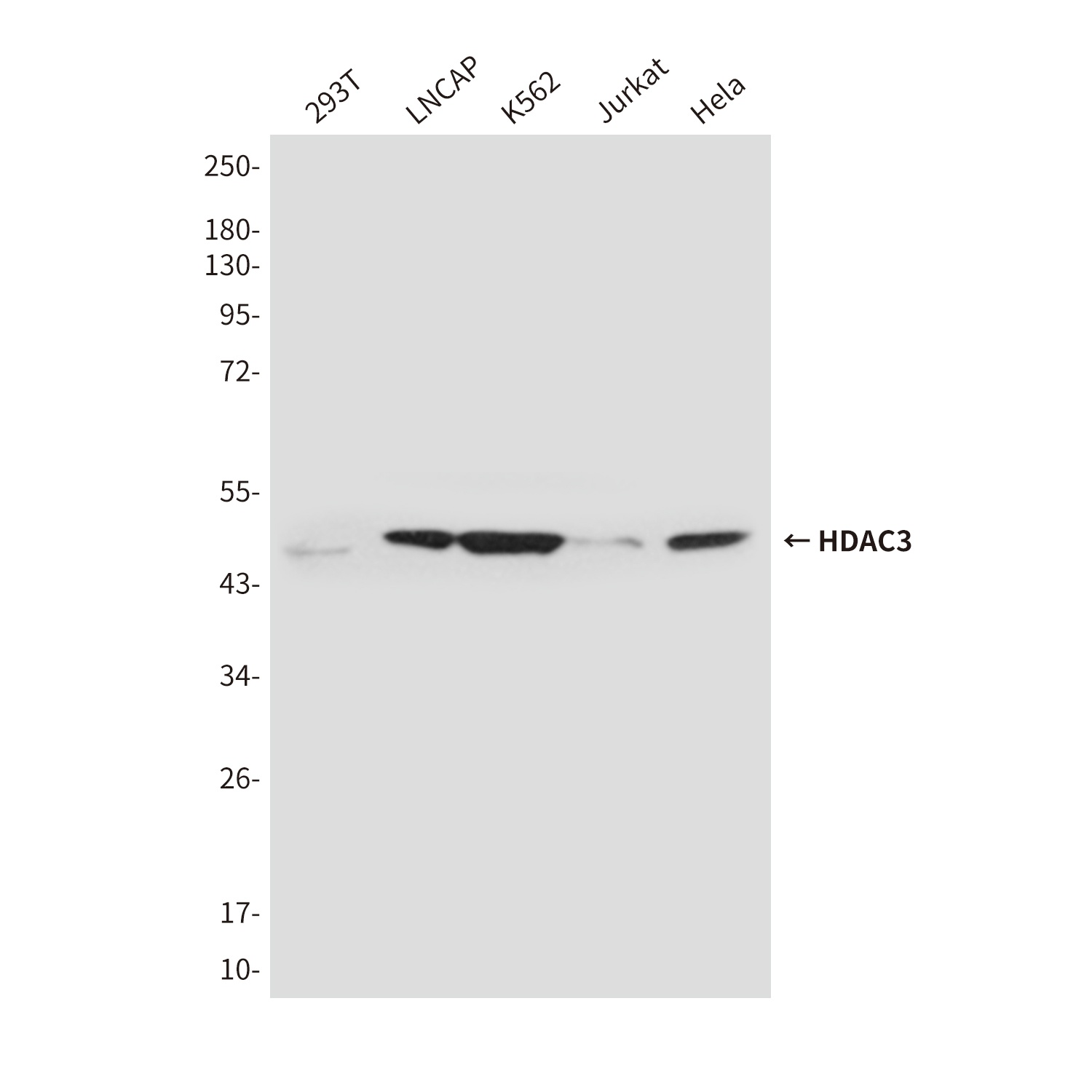 HDAC3 Antibody