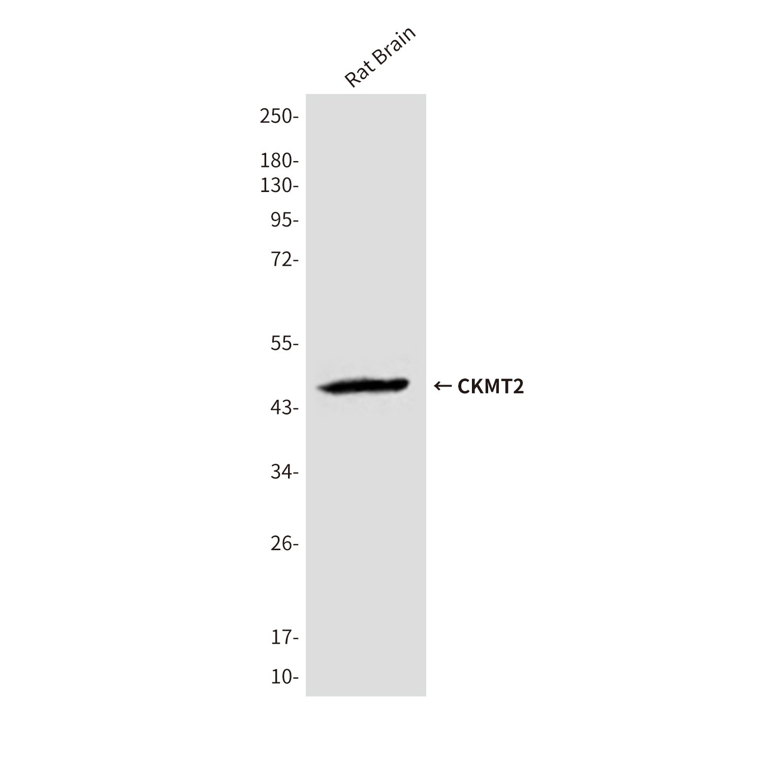 CKMT2 (3F4) Mouse mAb