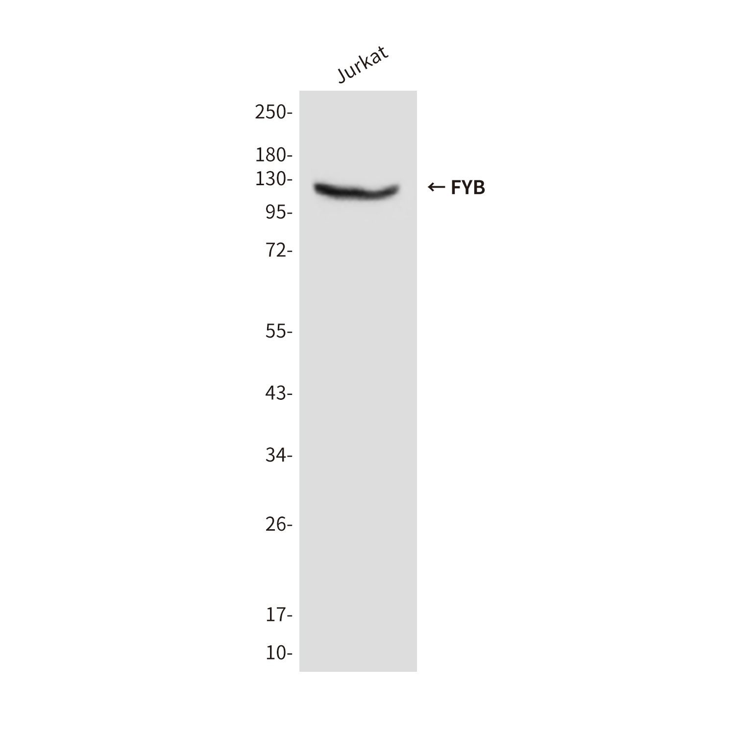 FYB Mouse Monoclonal Antibody