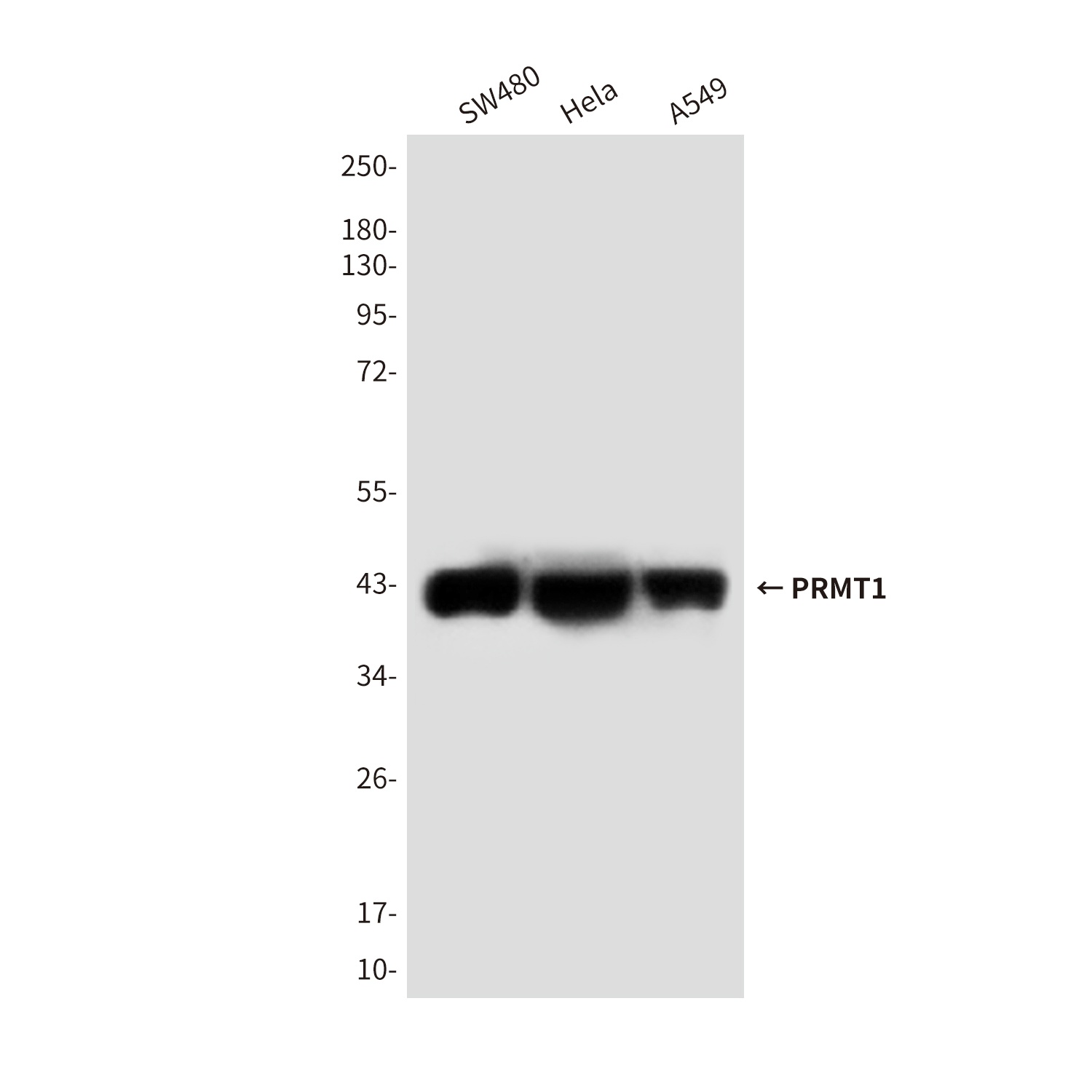 PRMT1 (4E9) Mouse mAb
