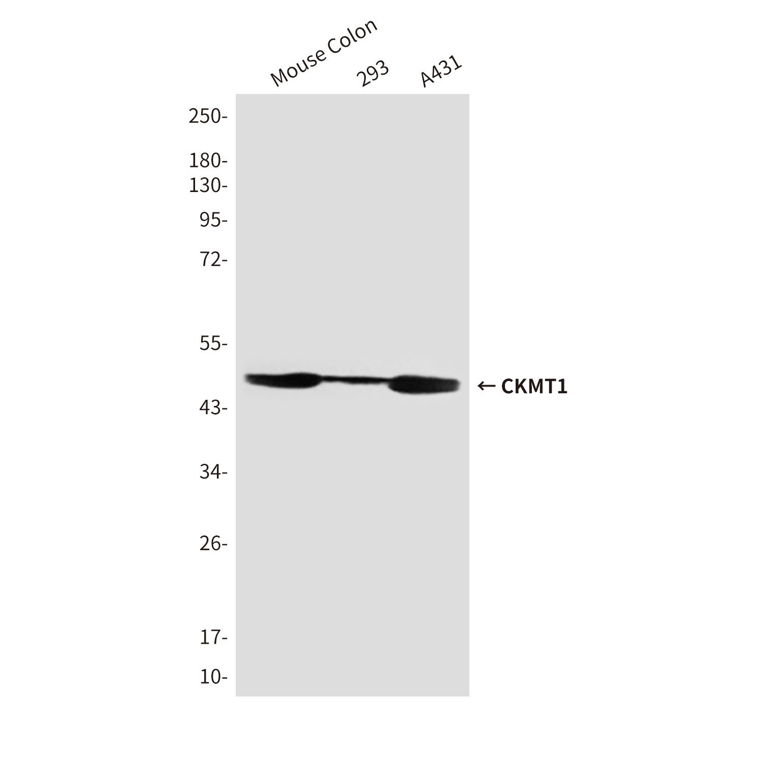 CKMT1 Mouse Monoclonal Antibody