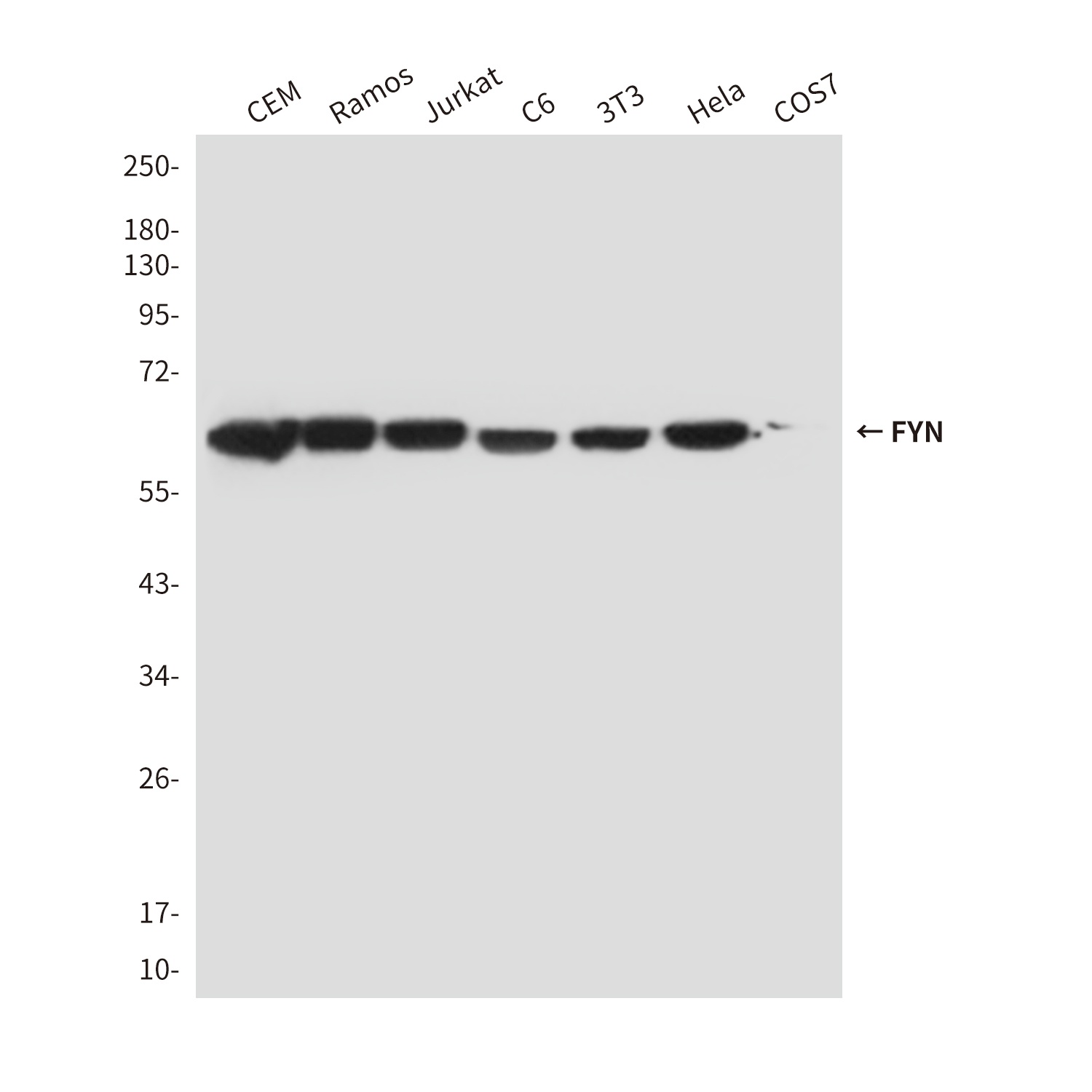 FYN Antibody