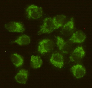 FYN Antibody