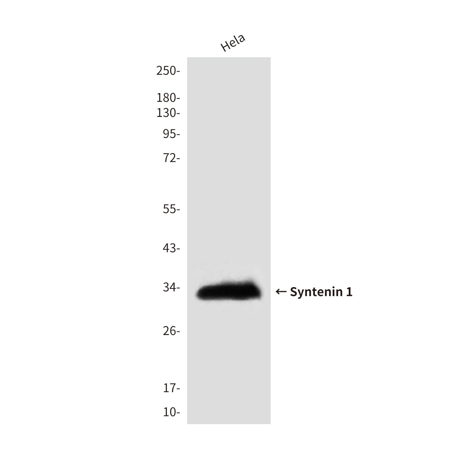 Syntenin 1 (3D9) Mouse mAb