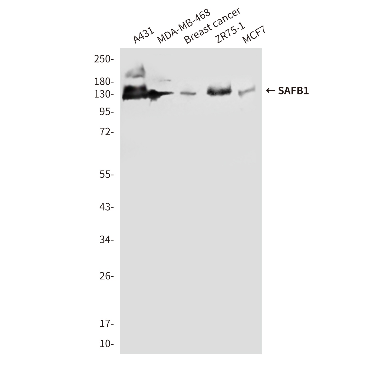 SAFB1 Mouse Monoclonal Antibody