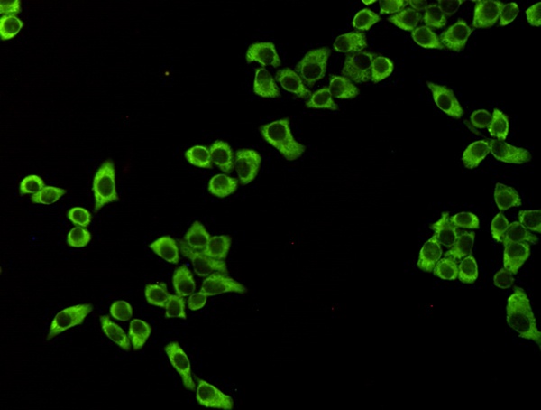 Elongation factor 2 (4B3) Mouse mAb