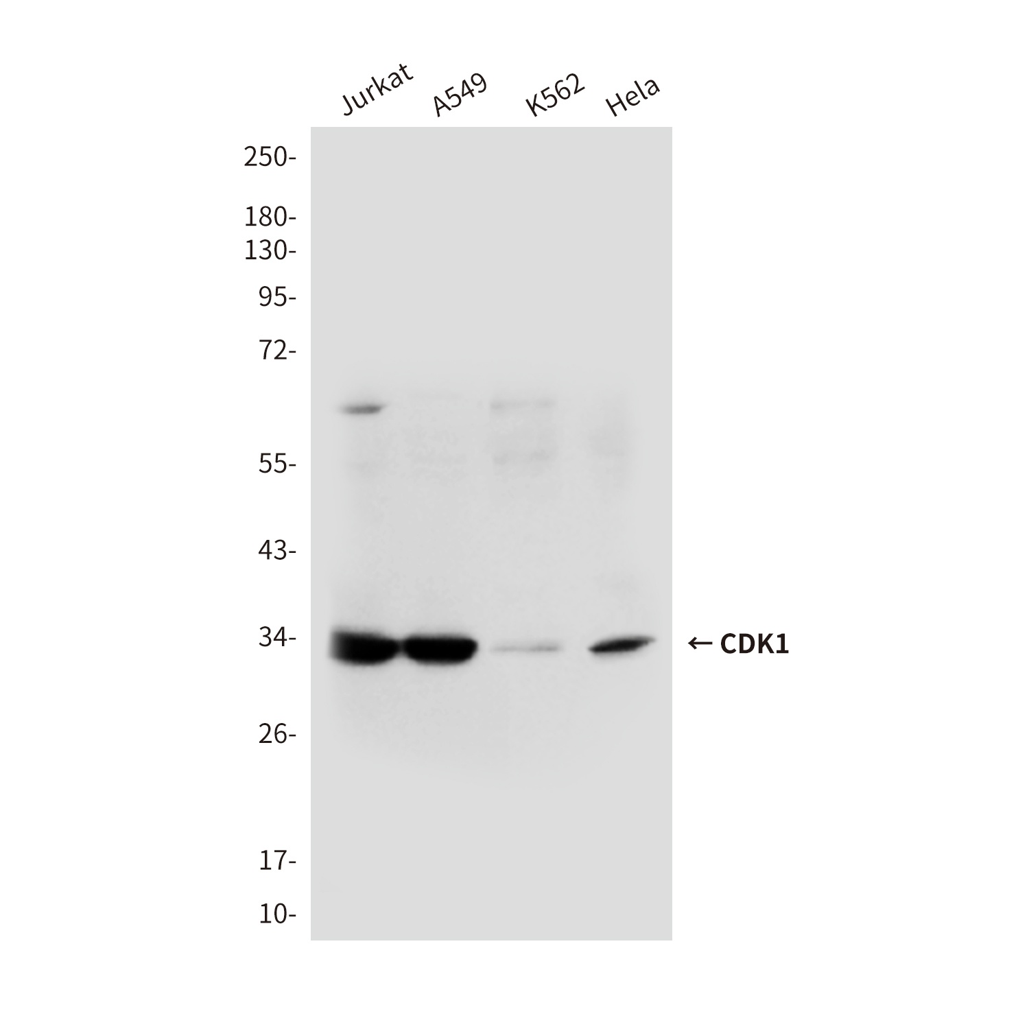 CDK1 (3B9) Mouse mAb
