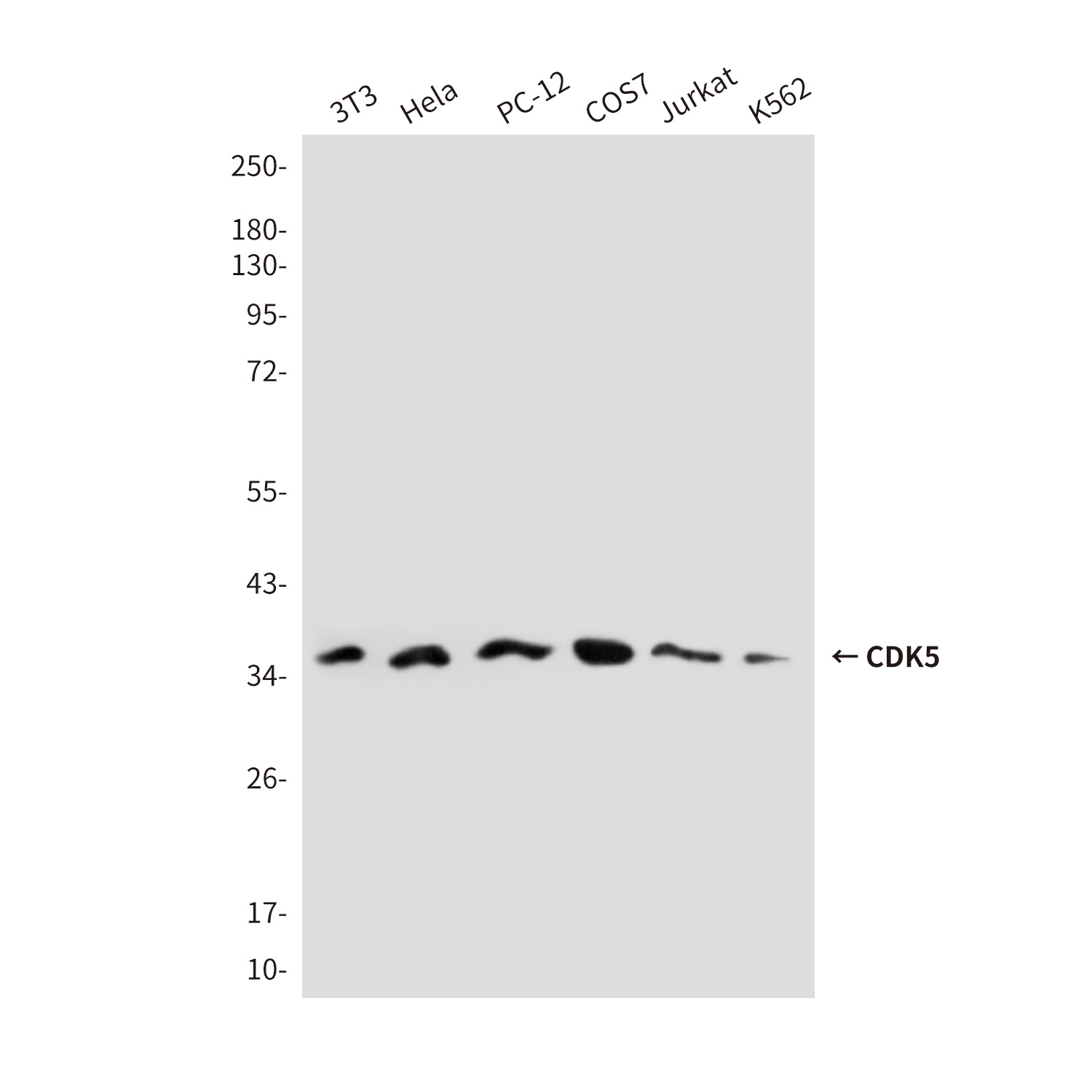 CDK5 (2E8) Mouse mAb