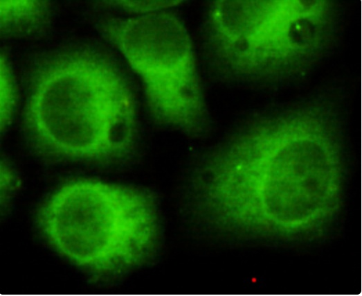CDK5 (2E8) Mouse mAb