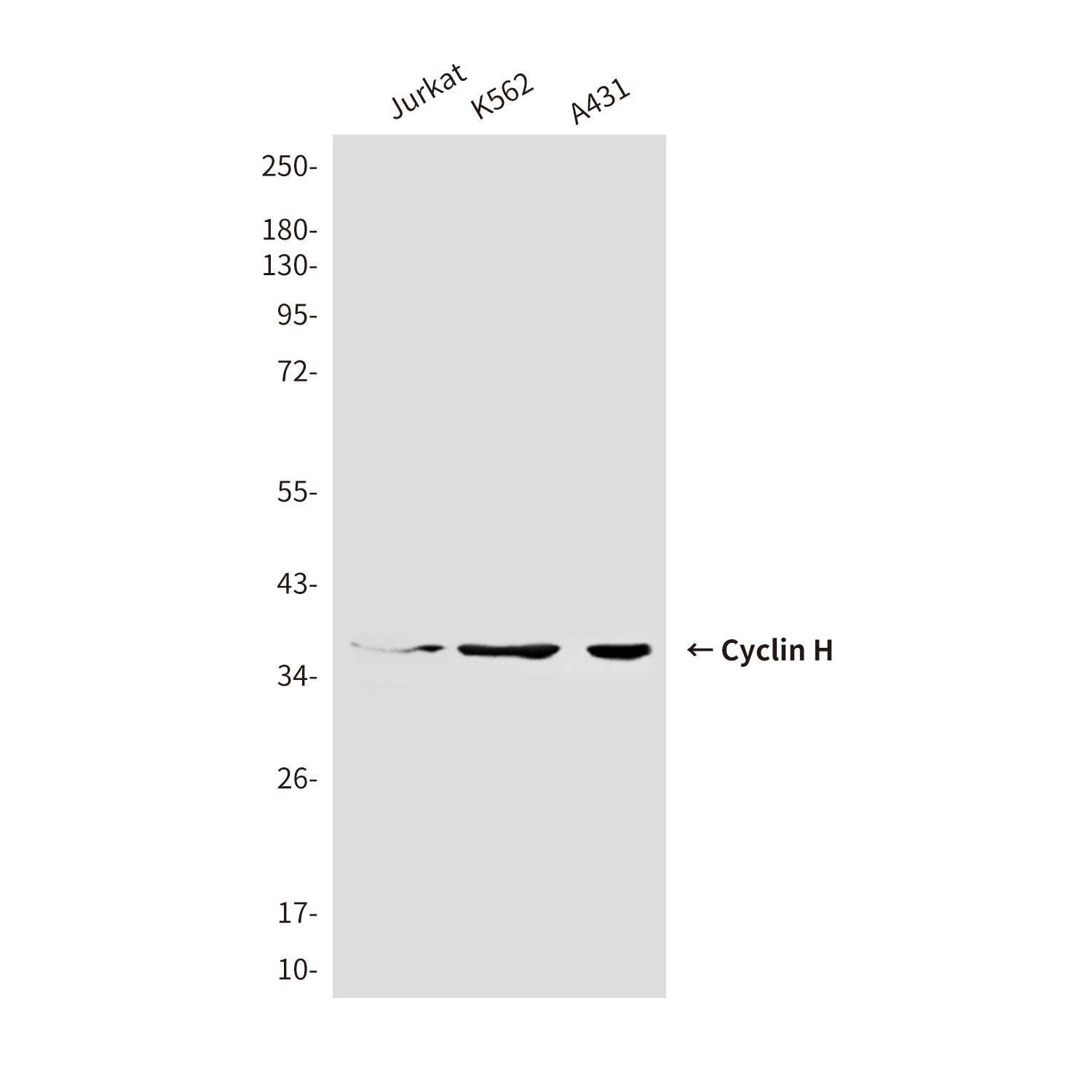 Cyclin H (4E11) Mouse mAb