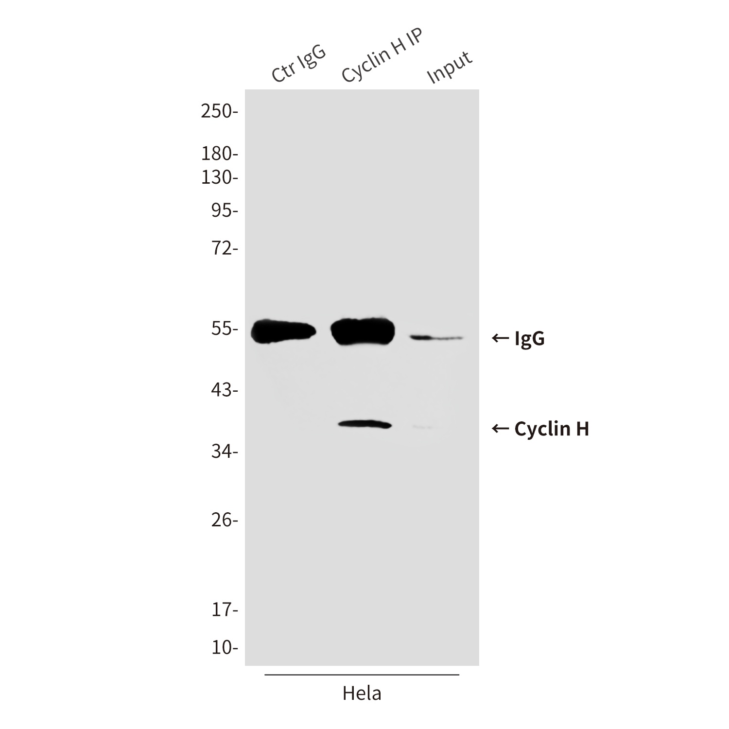 Cyclin H (4E11) Mouse mAb