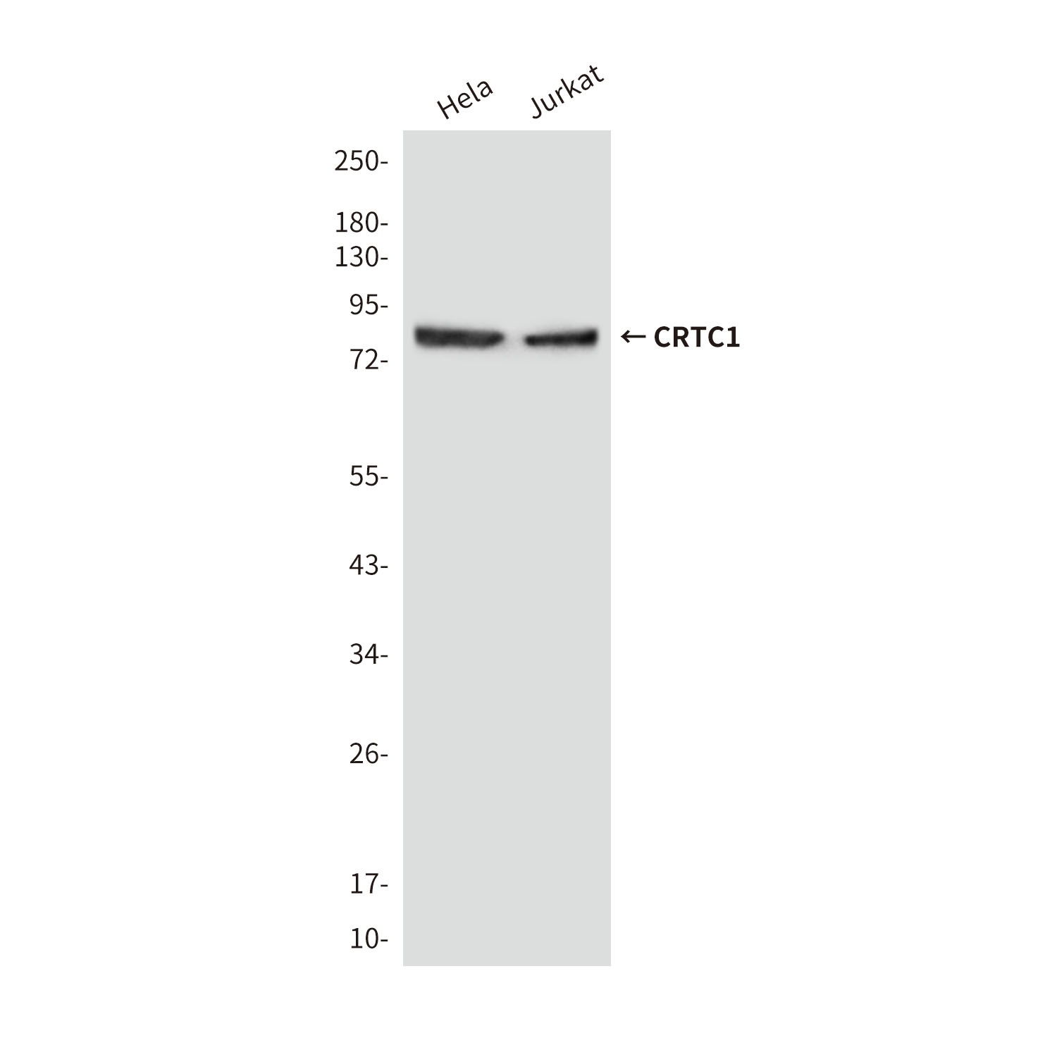 CRTC1 Mouse mAb