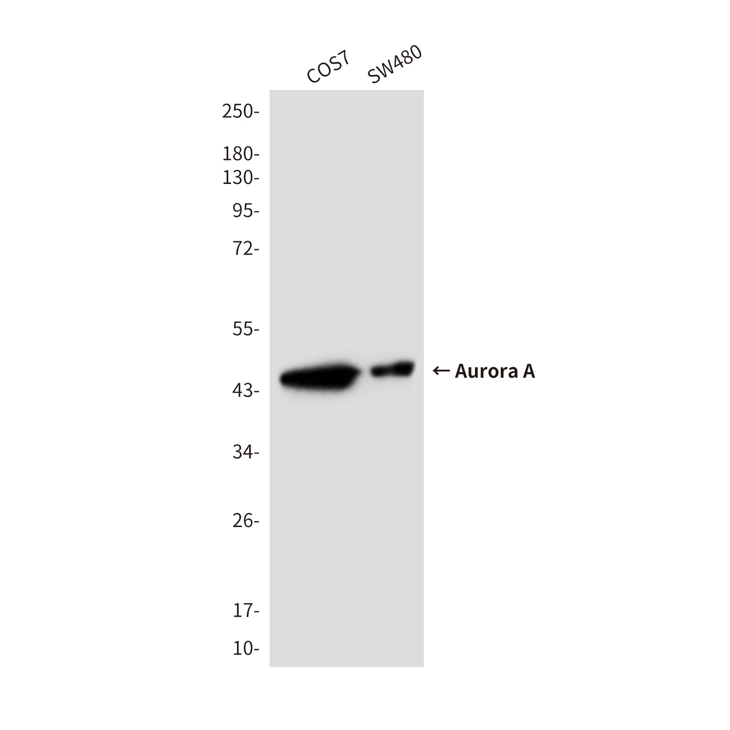 AURKA Antibody