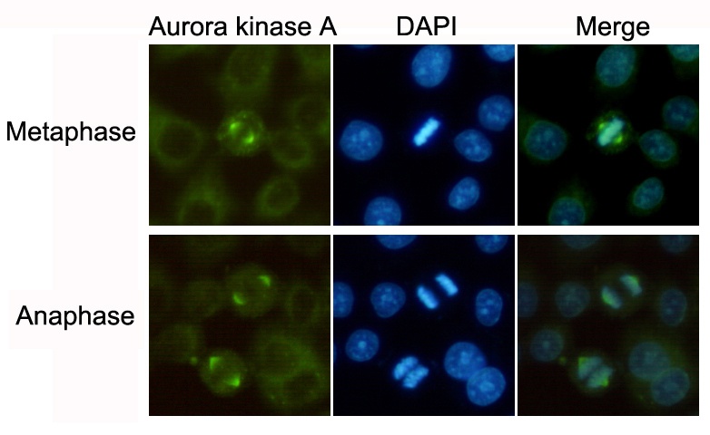 AURKA Antibody
