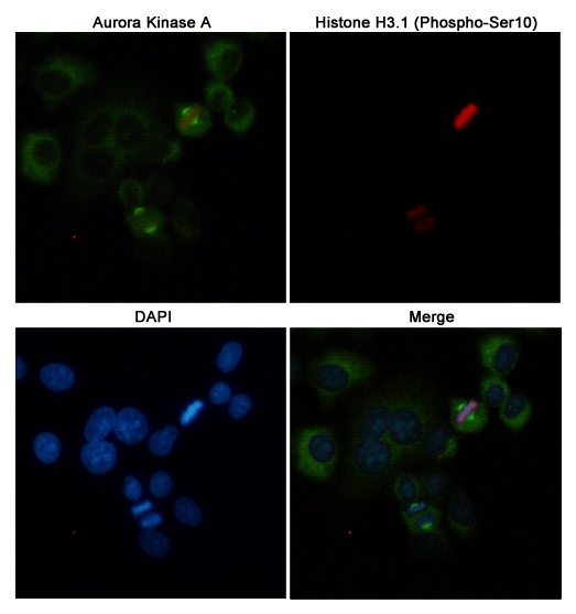 AURKA Antibody