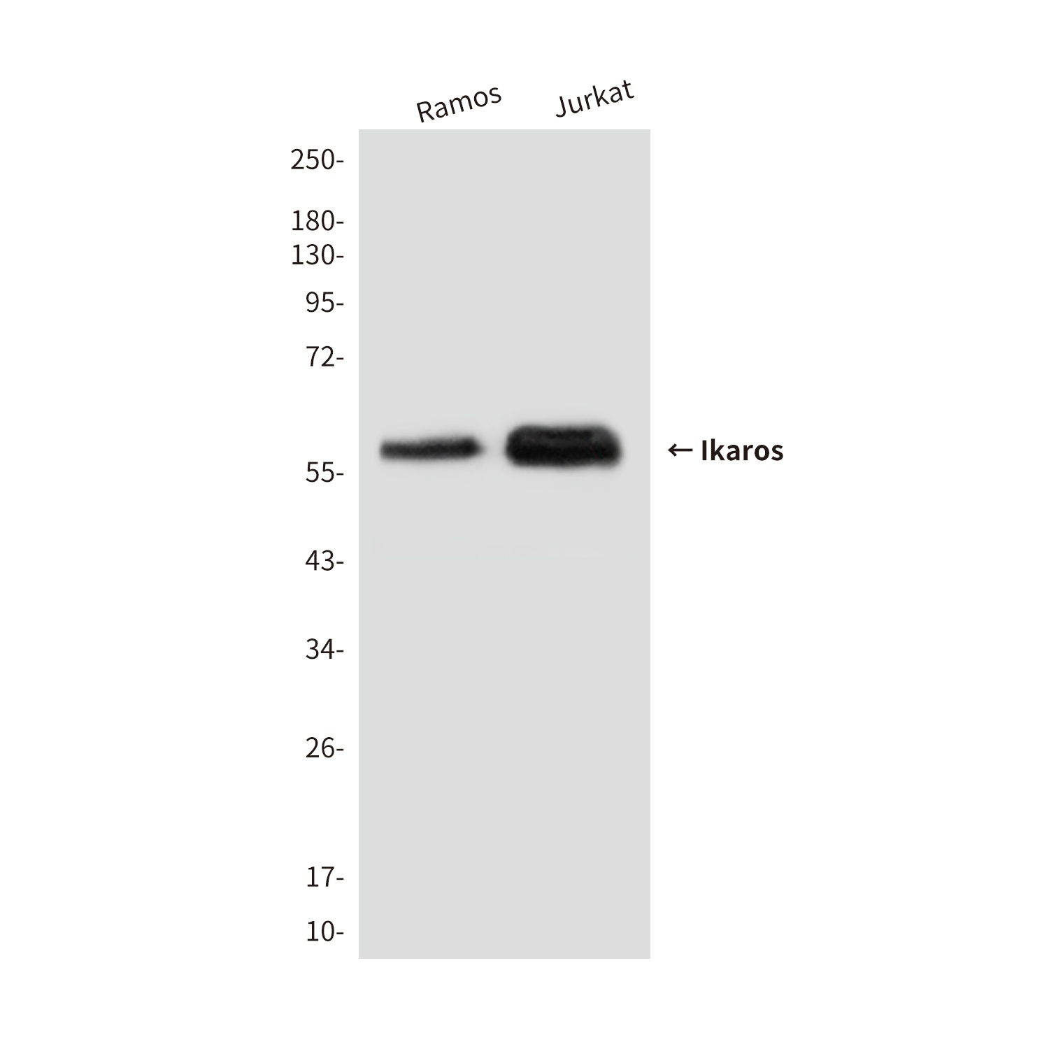 Ikaros (1A12) Mouse mAb