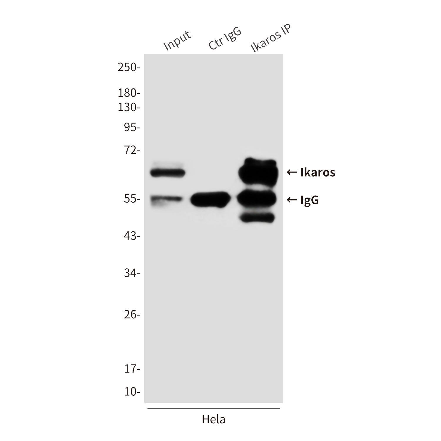 Ikaros (1A12) Mouse mAb
