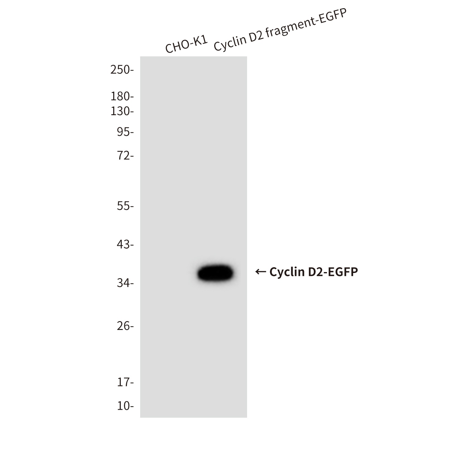 Cyclin D2 (6E11) Mouse mAb