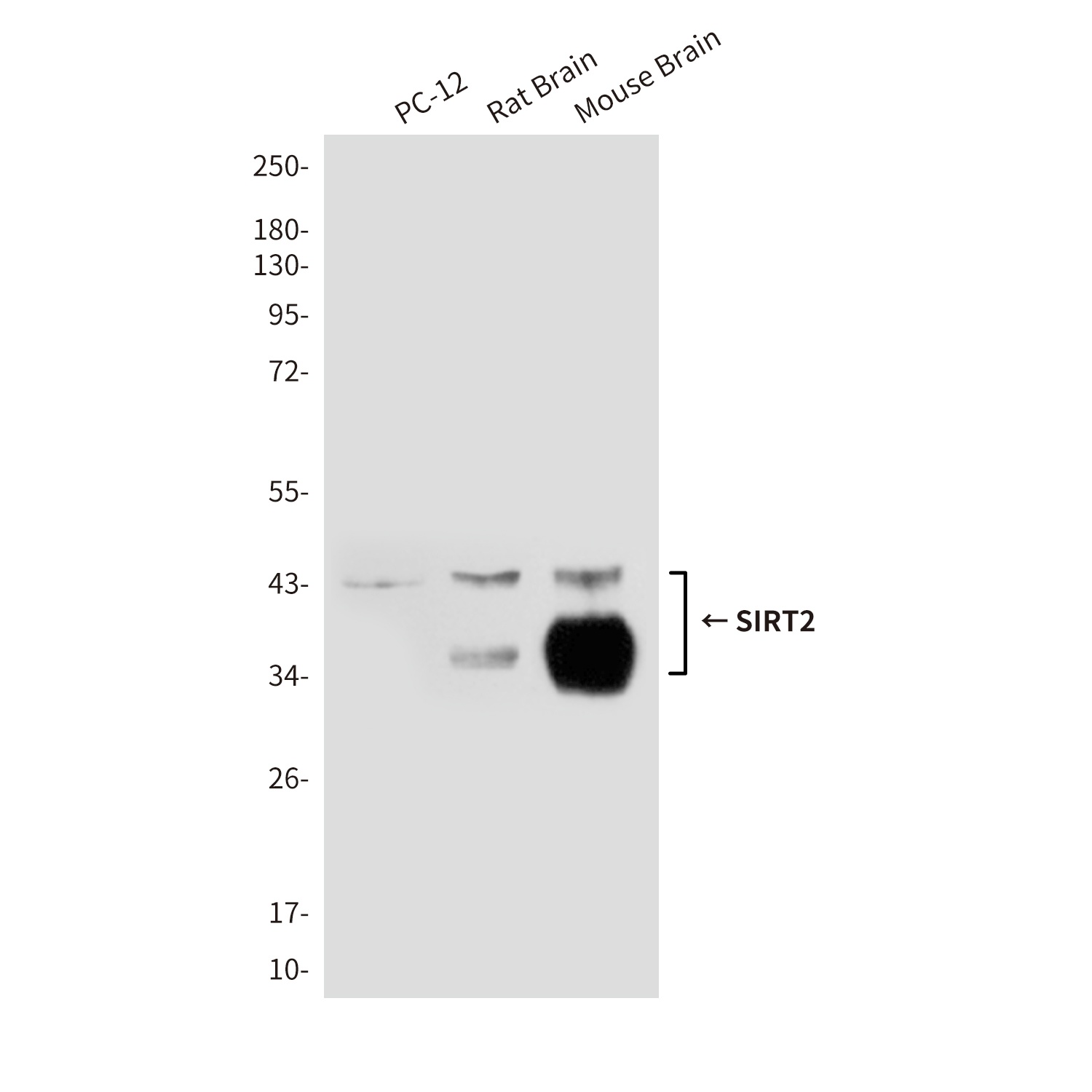 SIRT2 Antibody