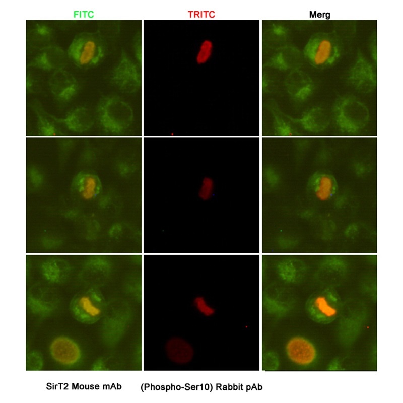 SIRT2 Antibody