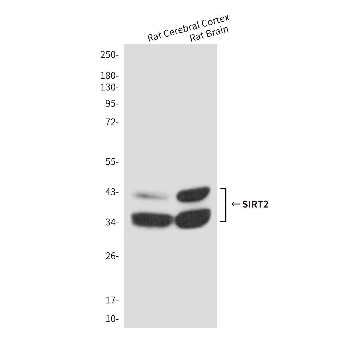 SIRT2 Antibody
