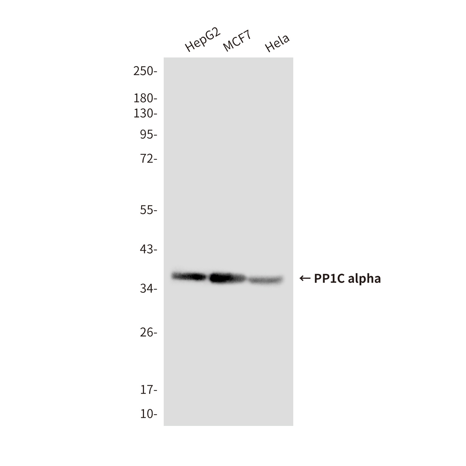 PP1C alpha Mouse Monoclonal Antibody
