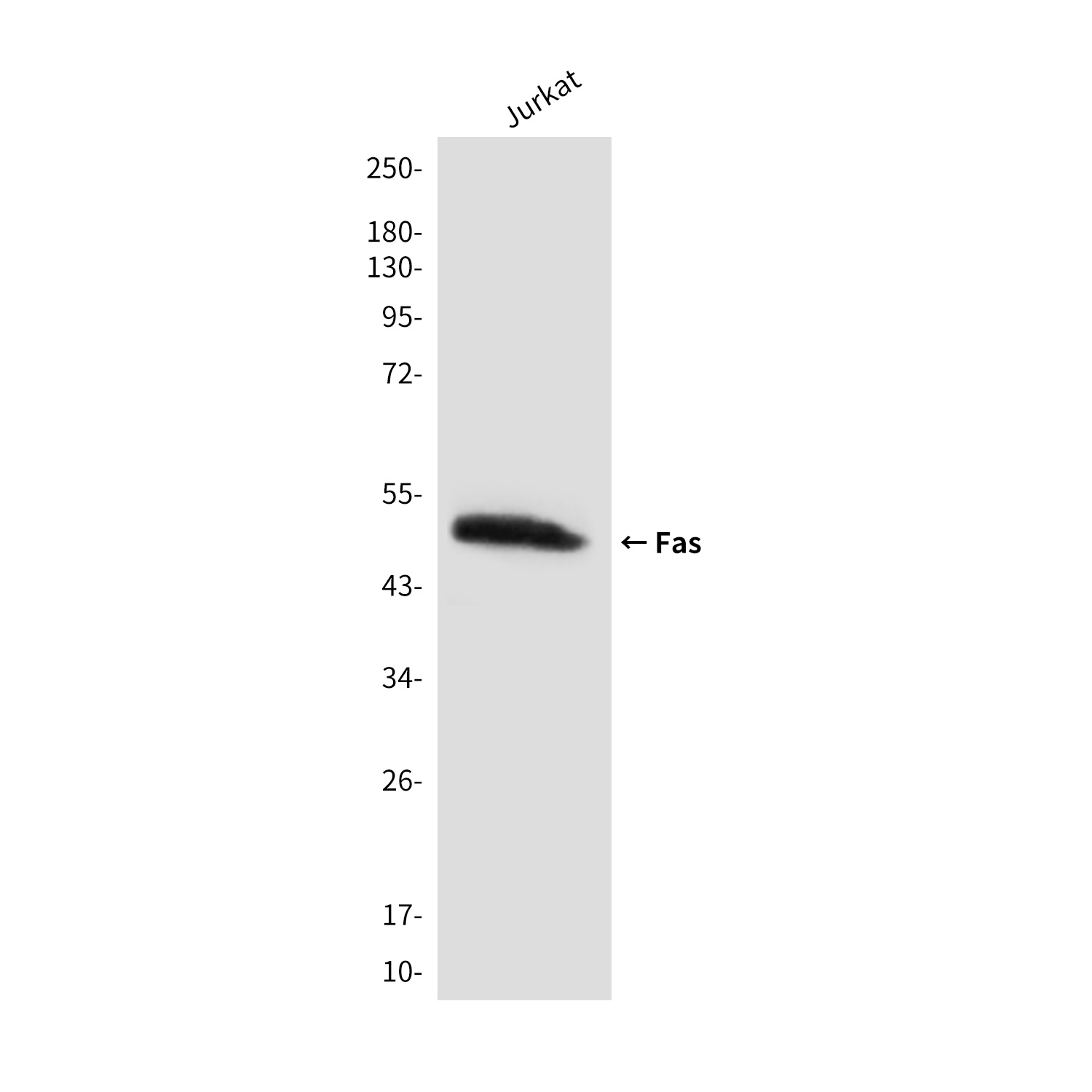 Fas (4C3) Mouse mAb