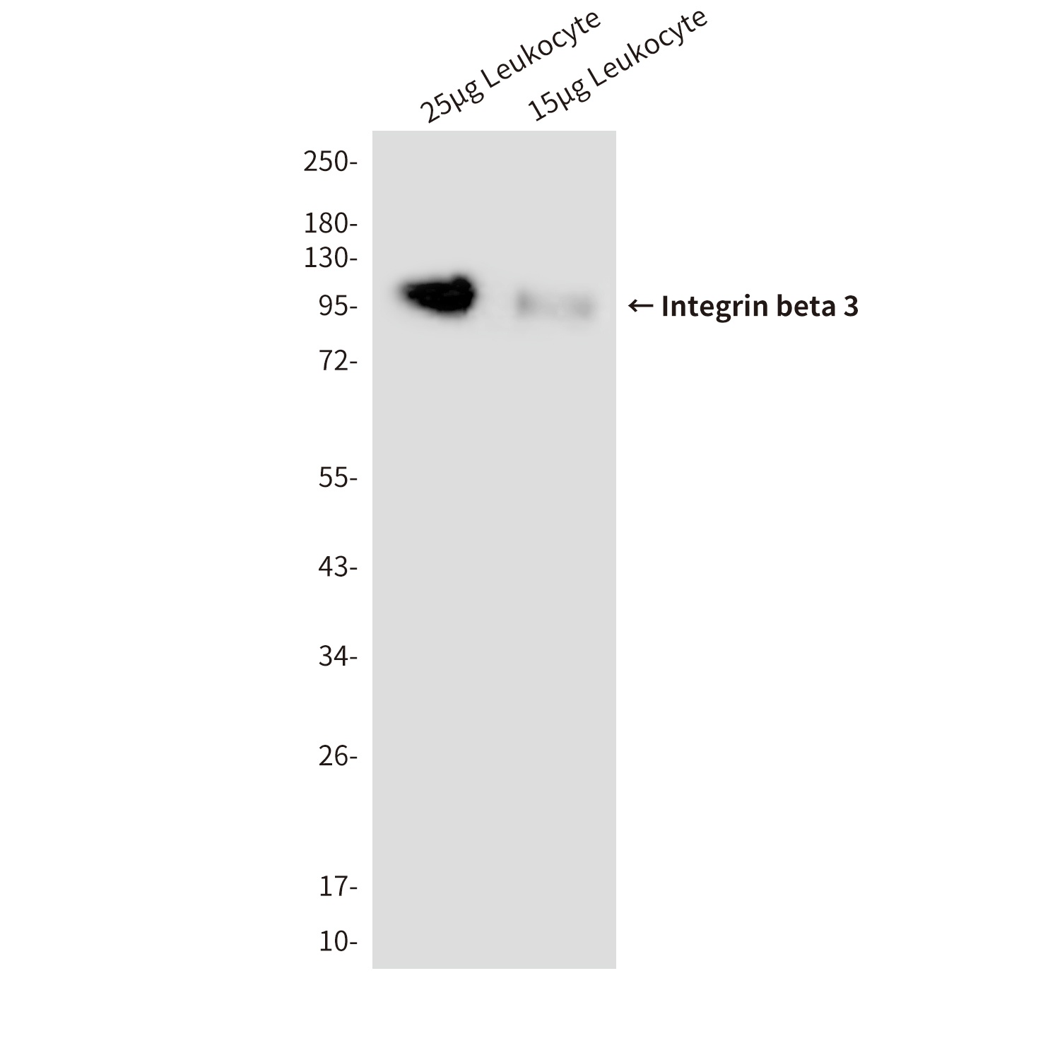 Integrin beta 3 (3C12) Mouse mAb