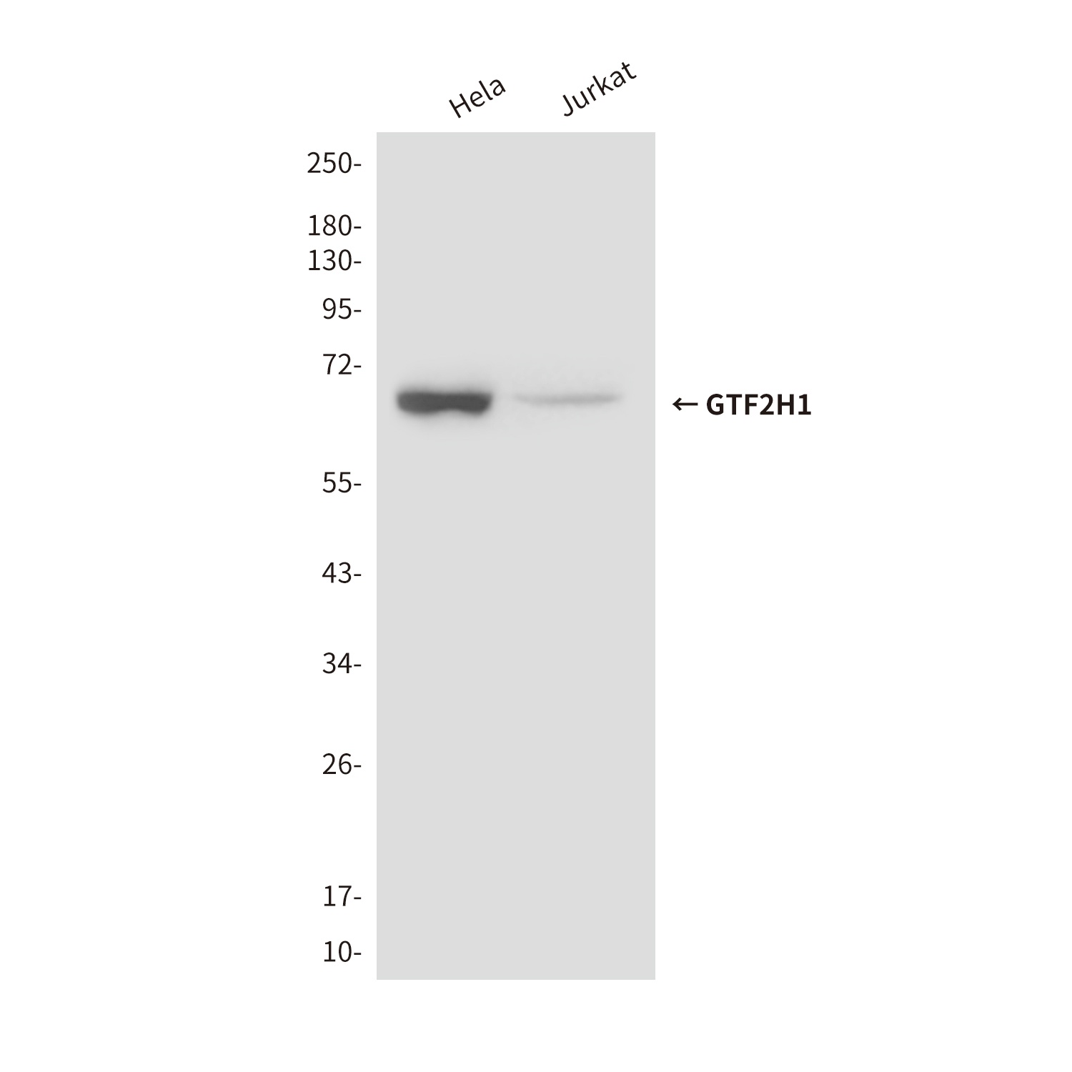 GTF2H1 (3E8) Mouse mAb