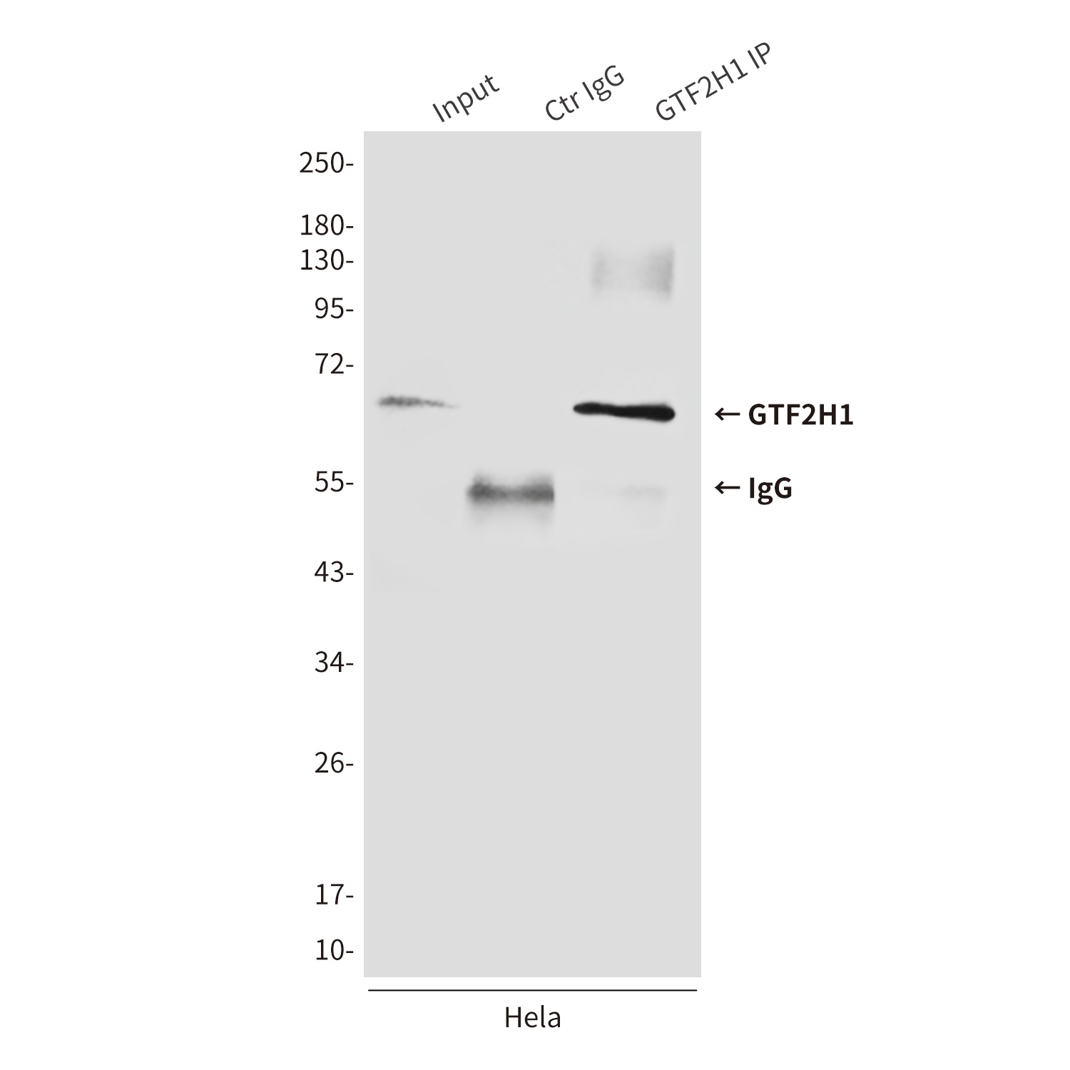 GTF2H1 (3E8) Mouse mAb