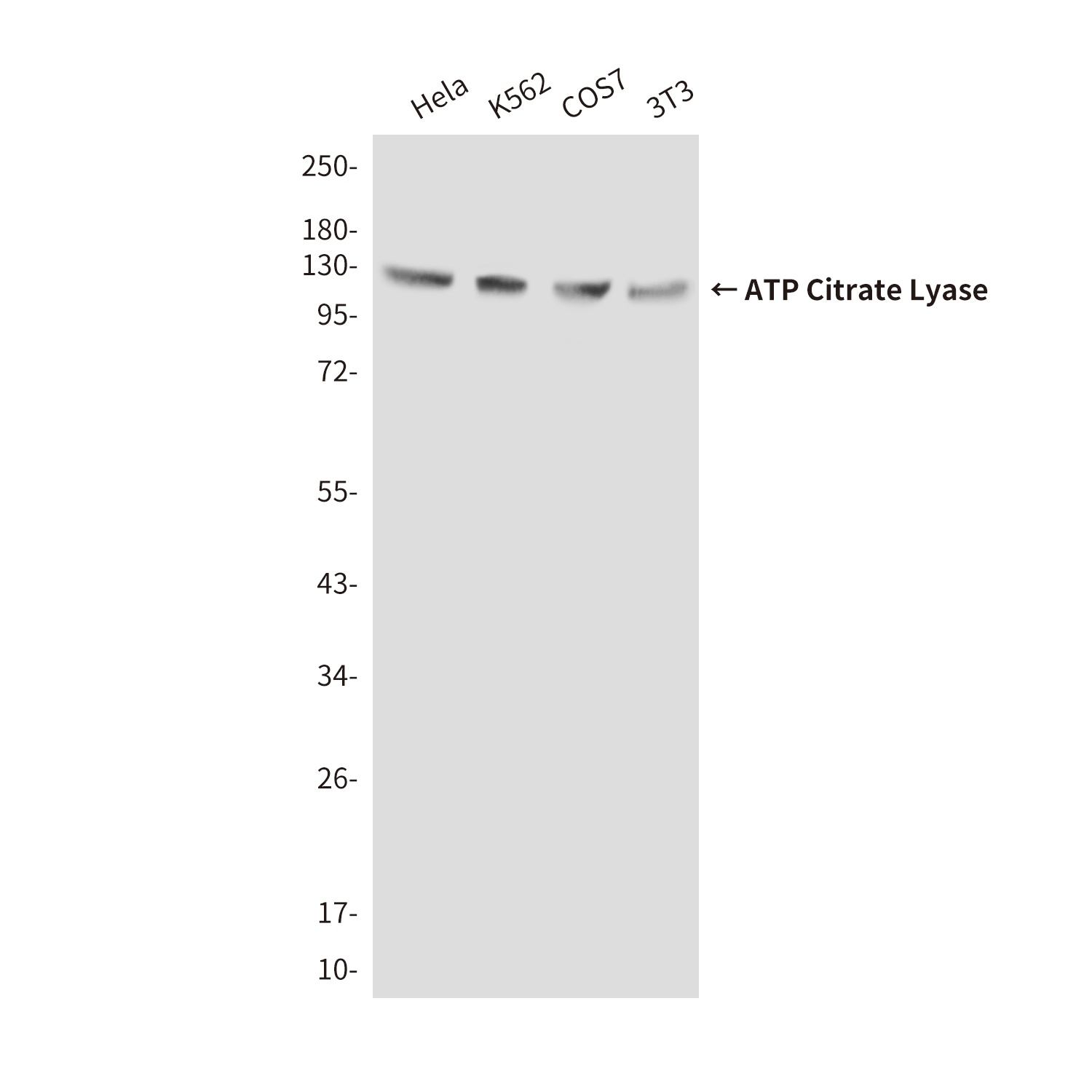 ACLY Antibody