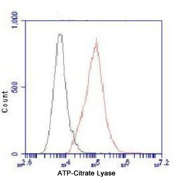 ACLY Antibody