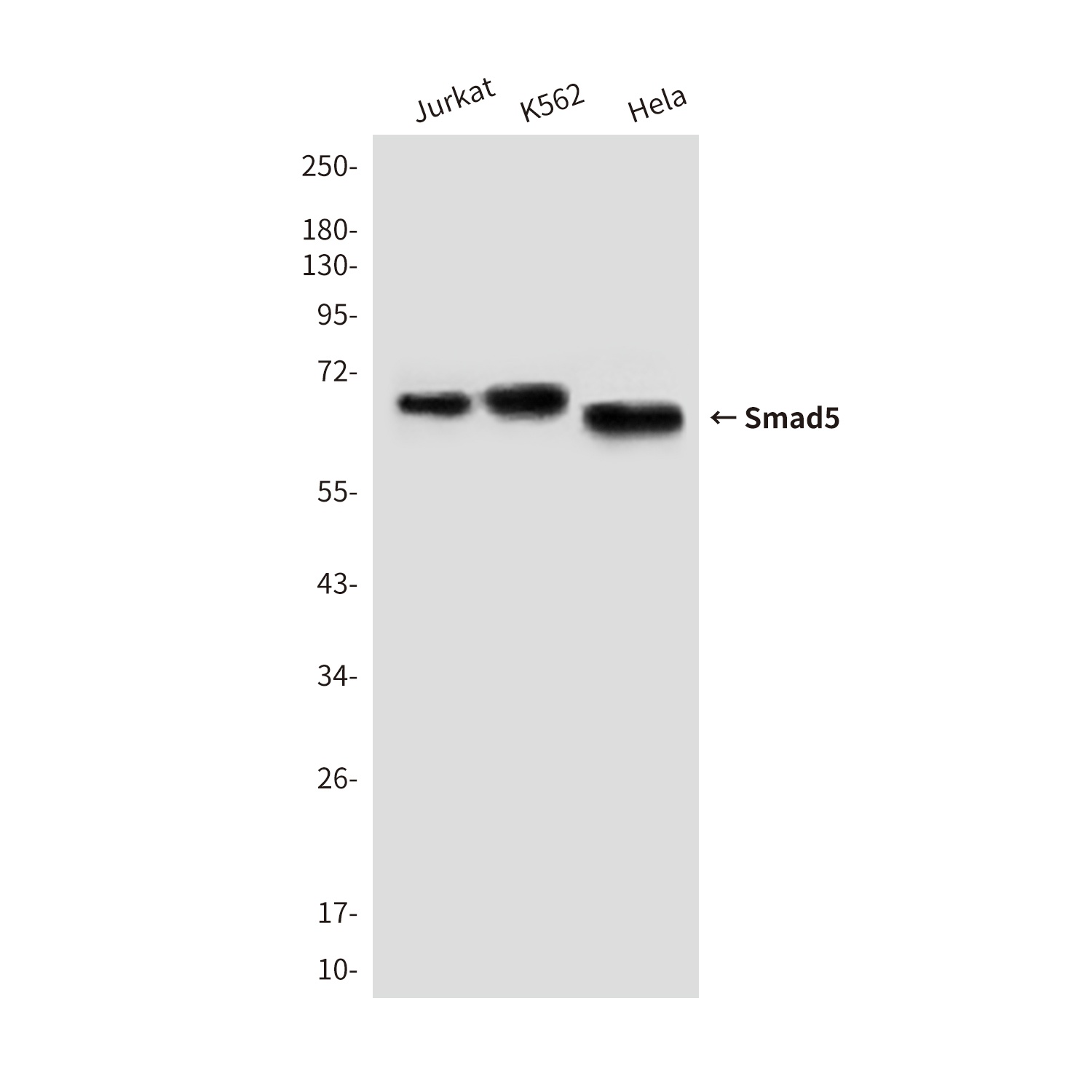 SMAD5 Antibody