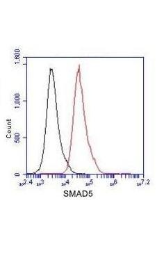SMAD5 Antibody