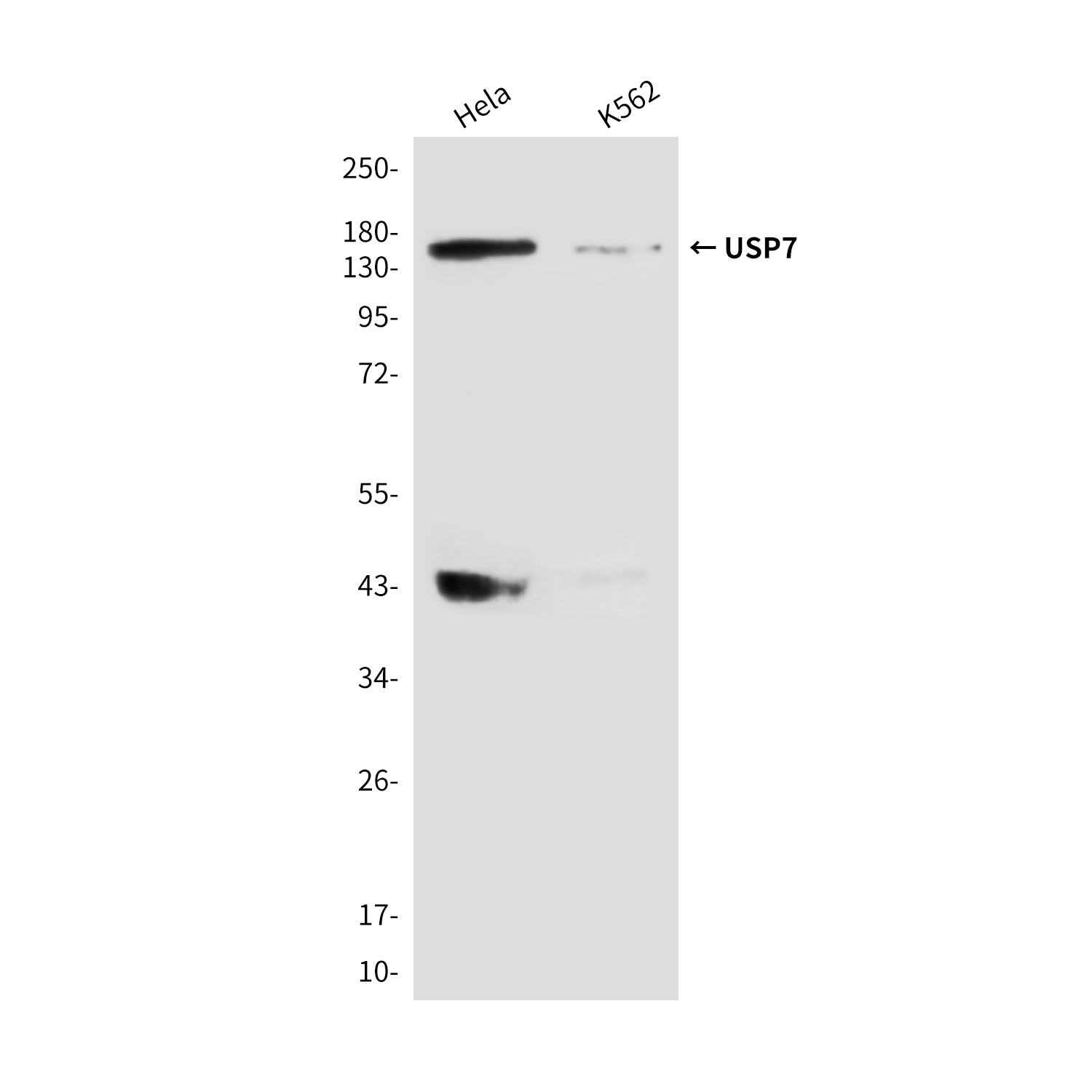 USP7 Mouse Monoclonal Antibody