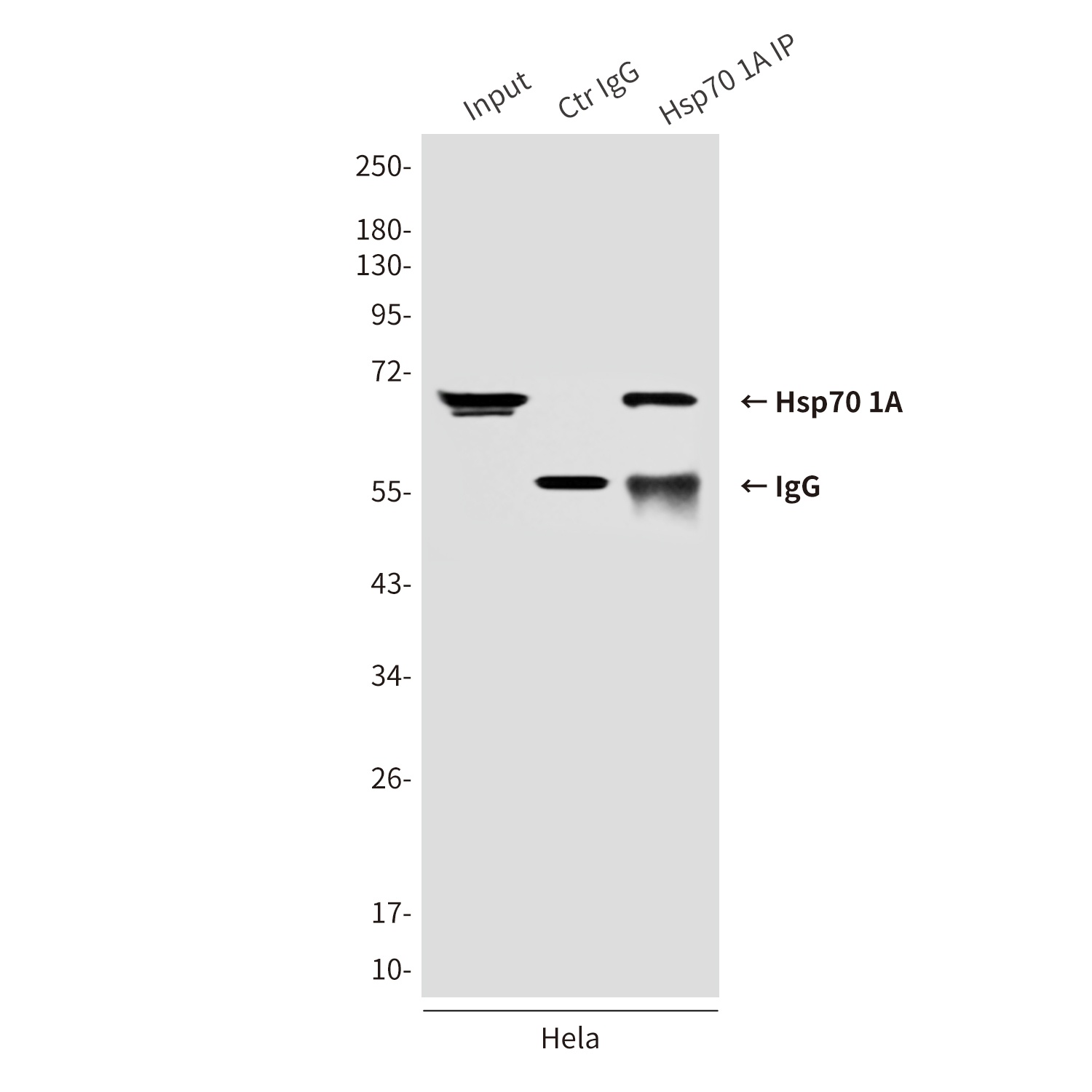 Hsp70 1A (2A11) Mouse mAb