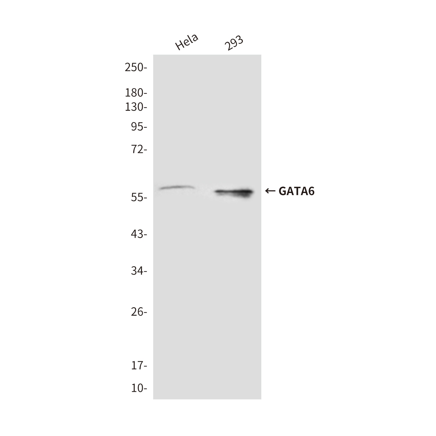 GATA6 (3H3) Mouse mAb