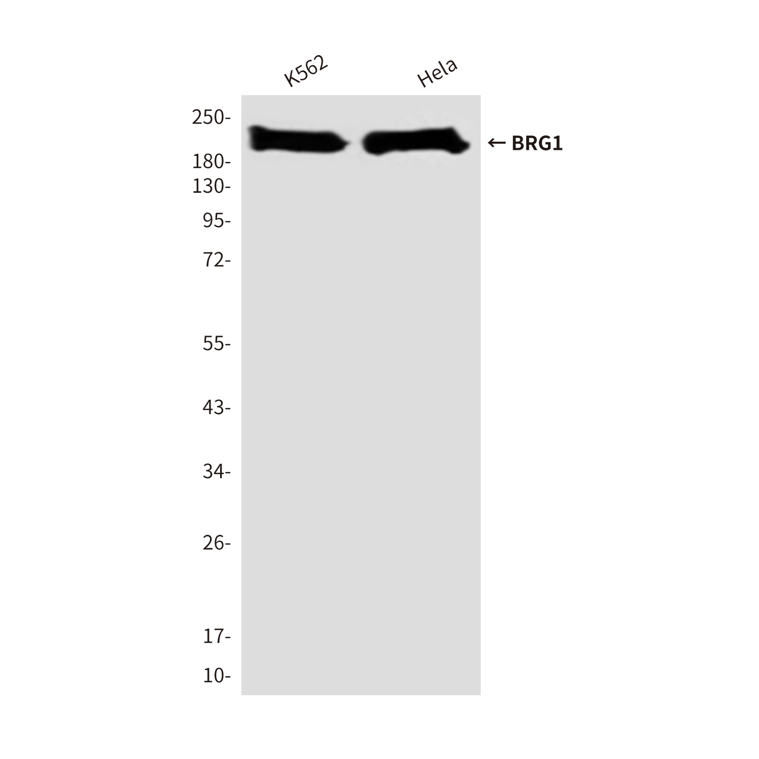 SMARCA4 Antibody