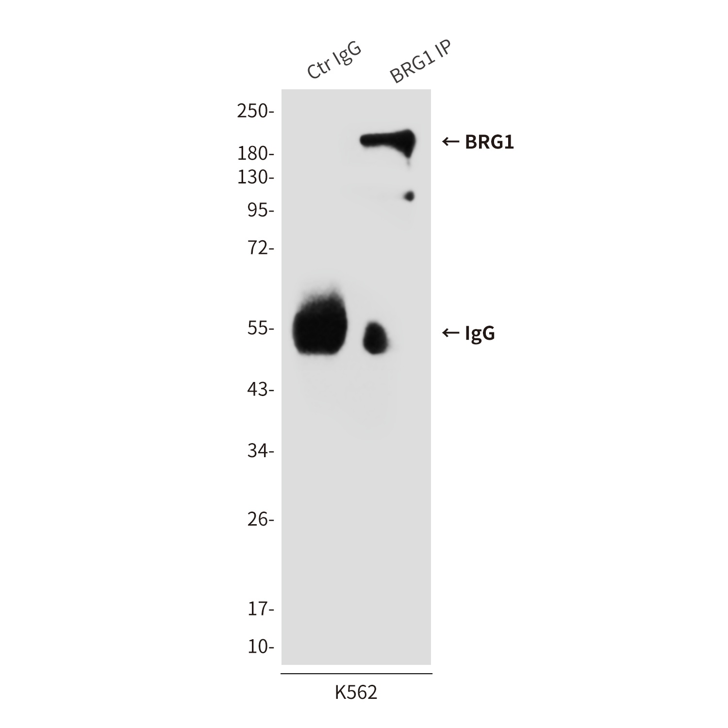 SMARCA4 Antibody