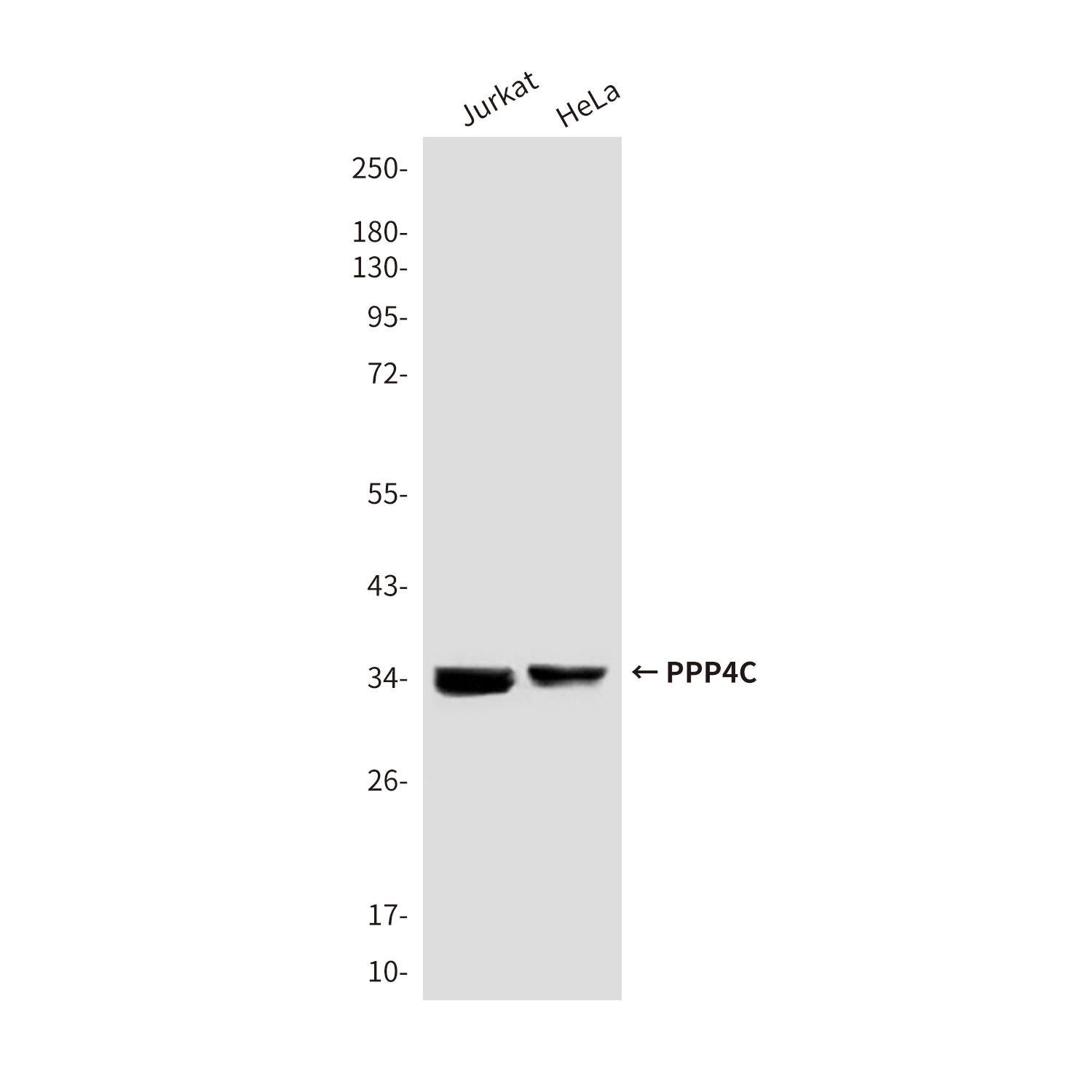 PPP4C Antibody