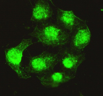 PPP4C Antibody