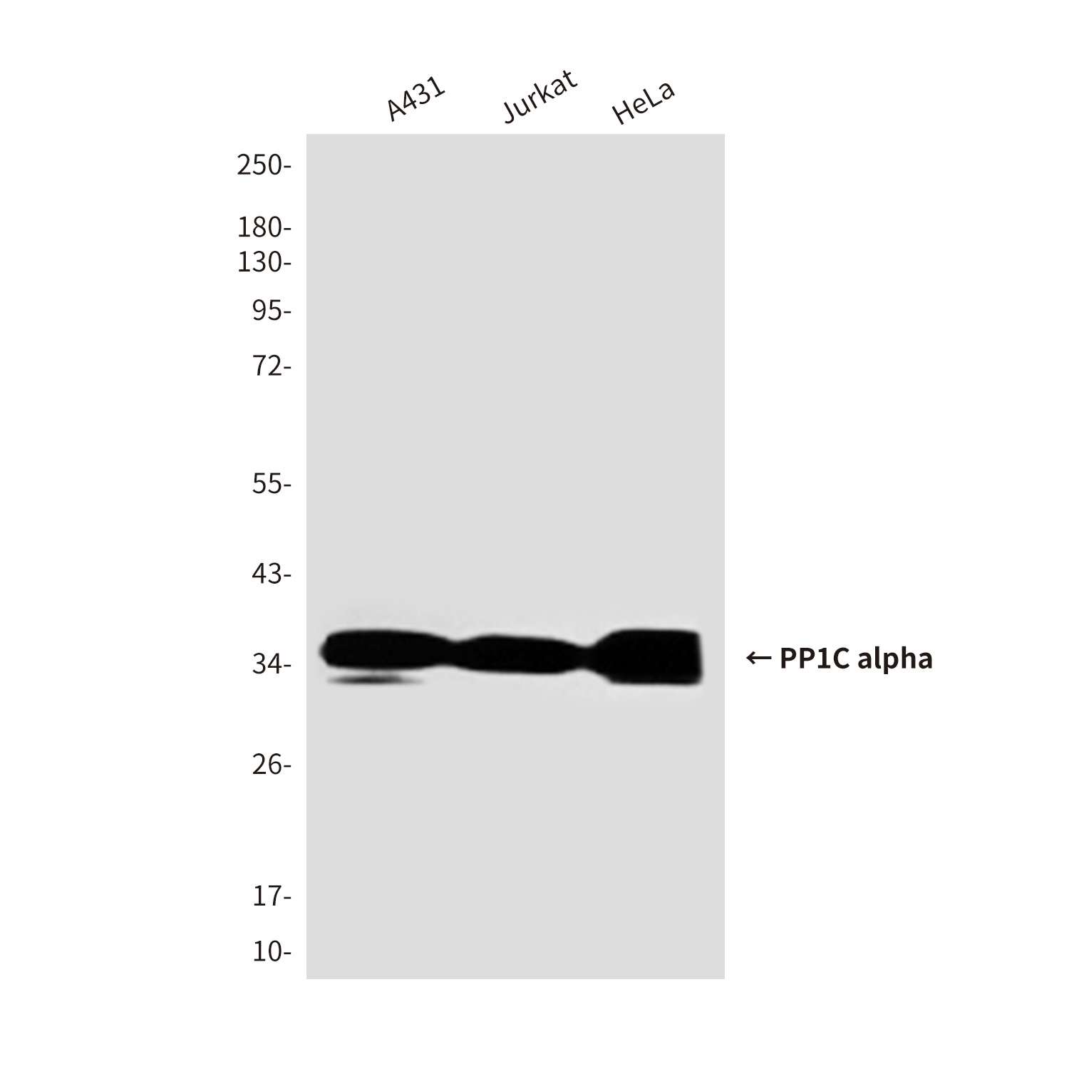 PPP1CA Antibody