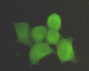 PPP1CA Antibody