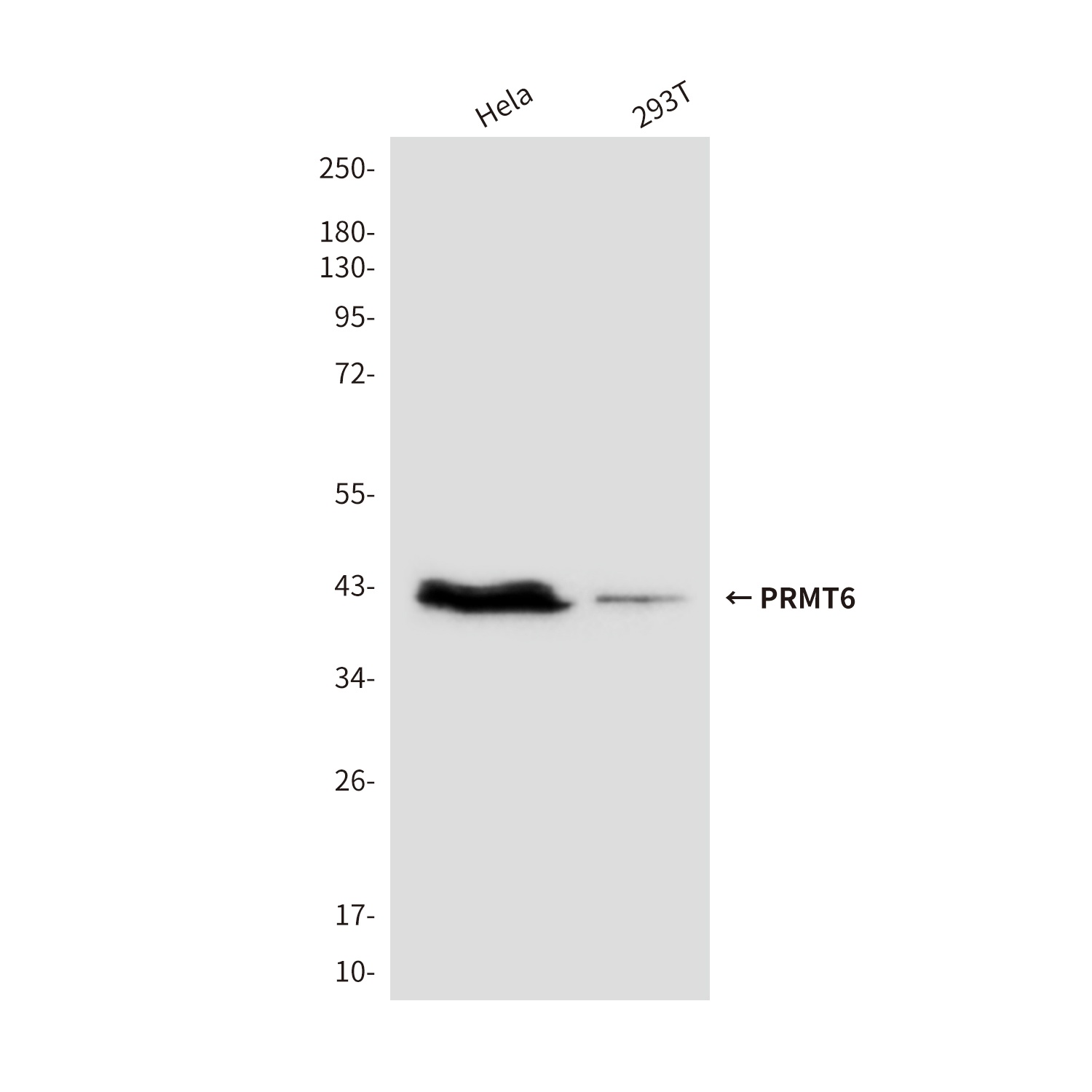 PRMT6 (2C3) Mouse mAb