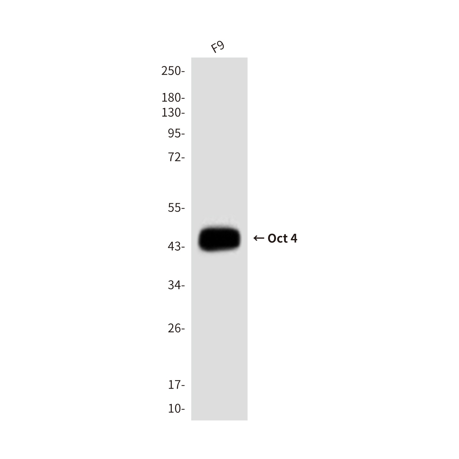 Pou5F1 Antibody