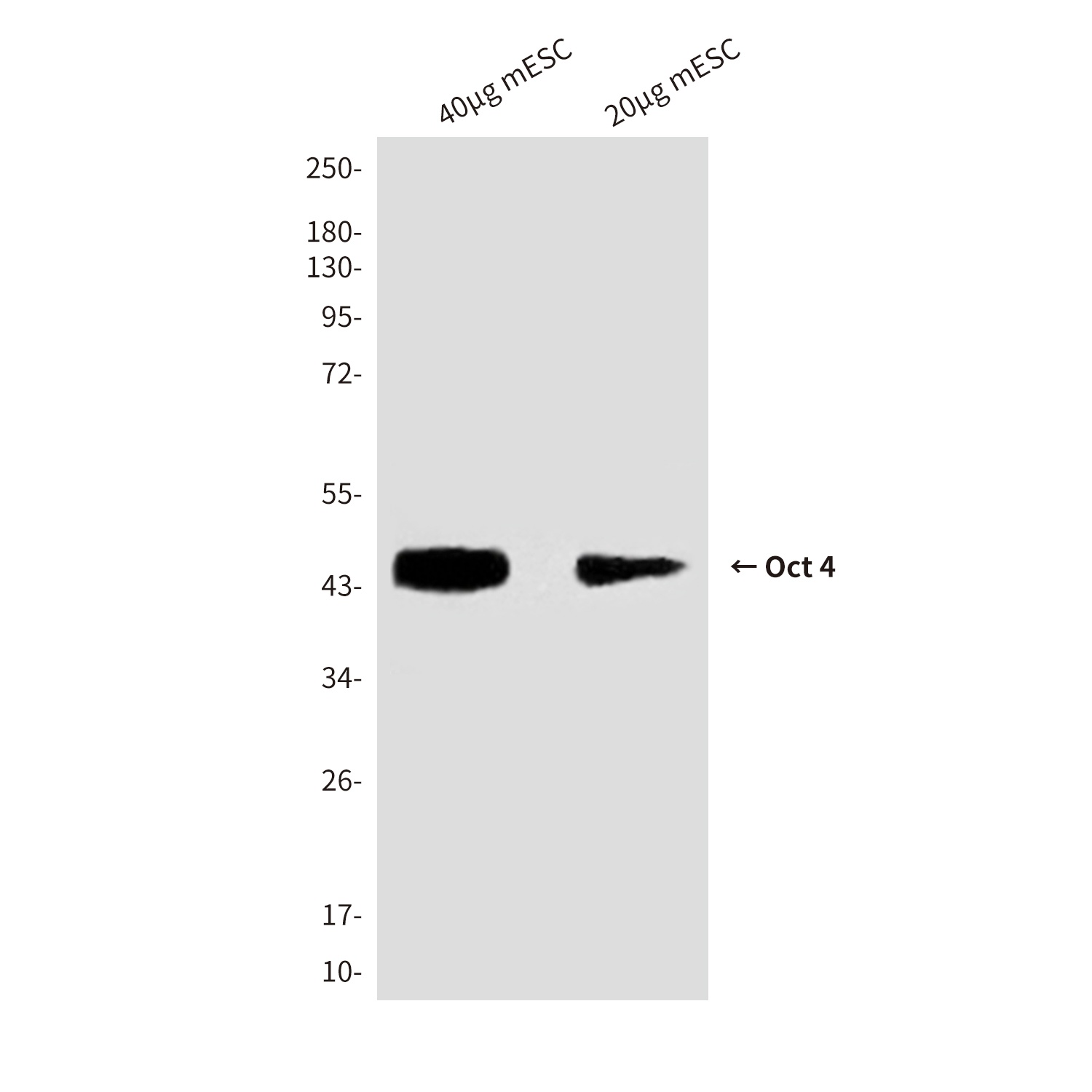 Pou5F1 Antibody
