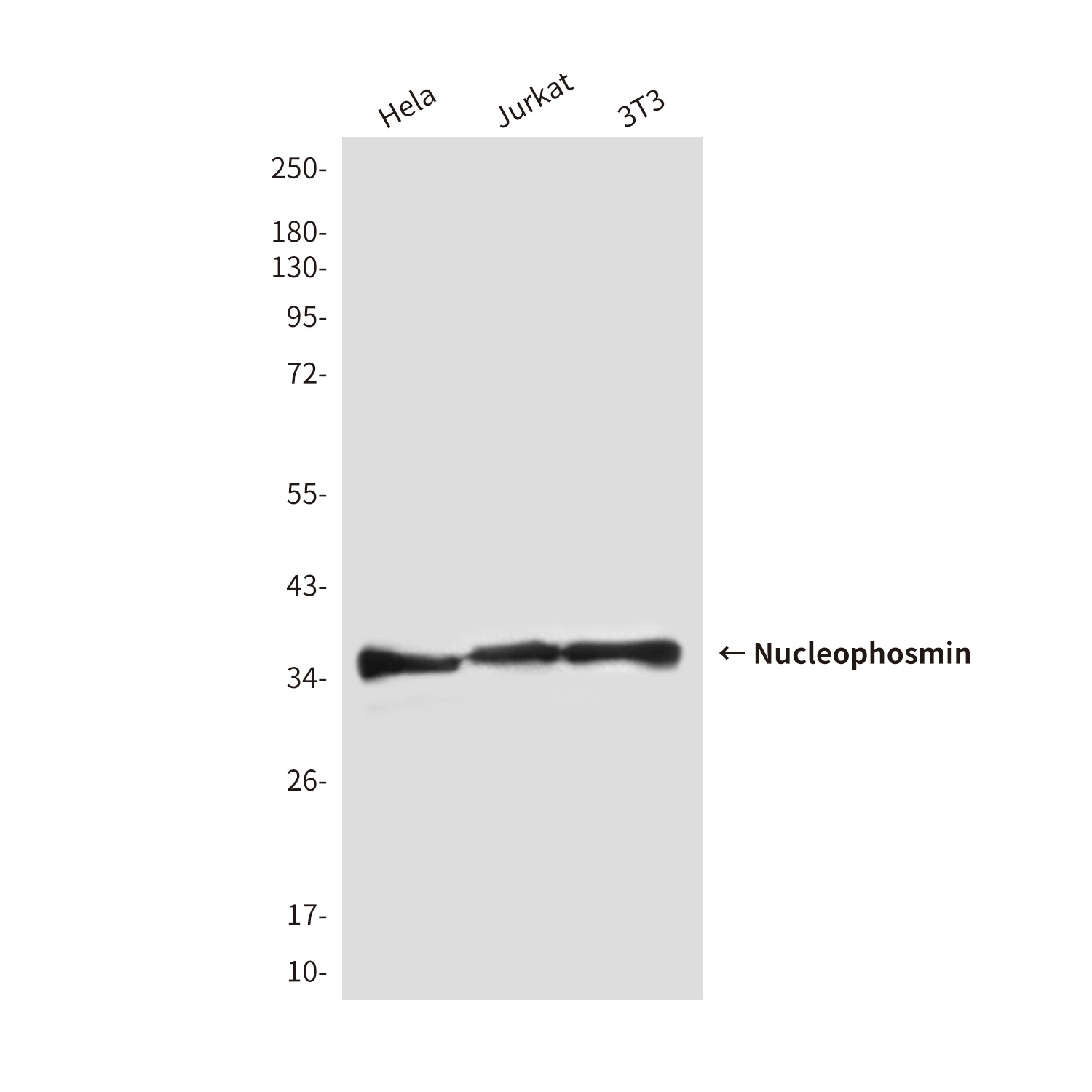 Nucleophosmin (2D9) Mouse mAb