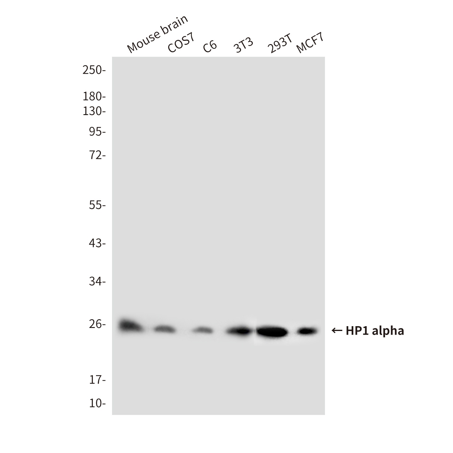 CBX5 Antibody